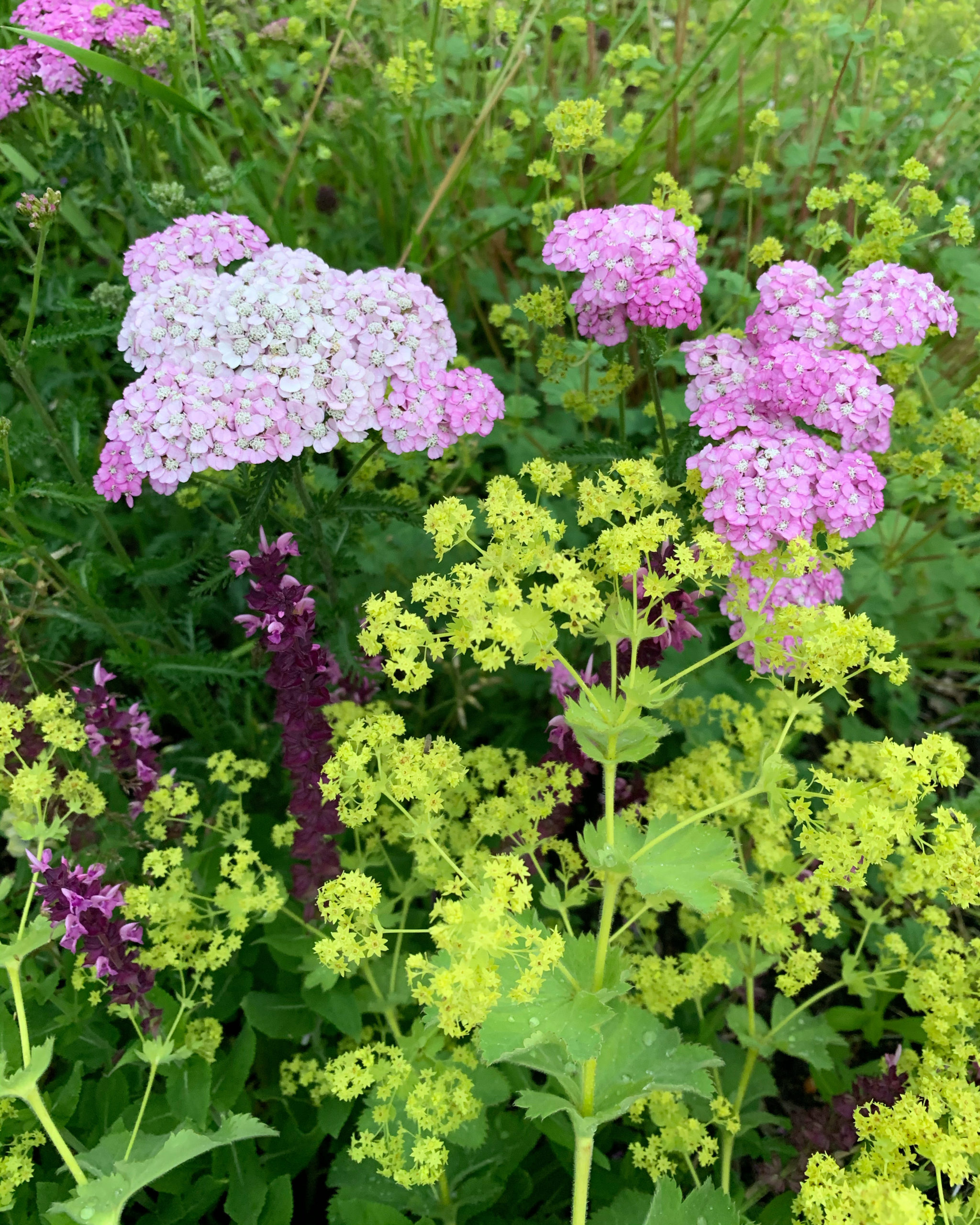 Tätslutande sommarplantering i Karlstad med rosa blomflockar, limegröna skyar och mörkt purpurröda blomspiror.