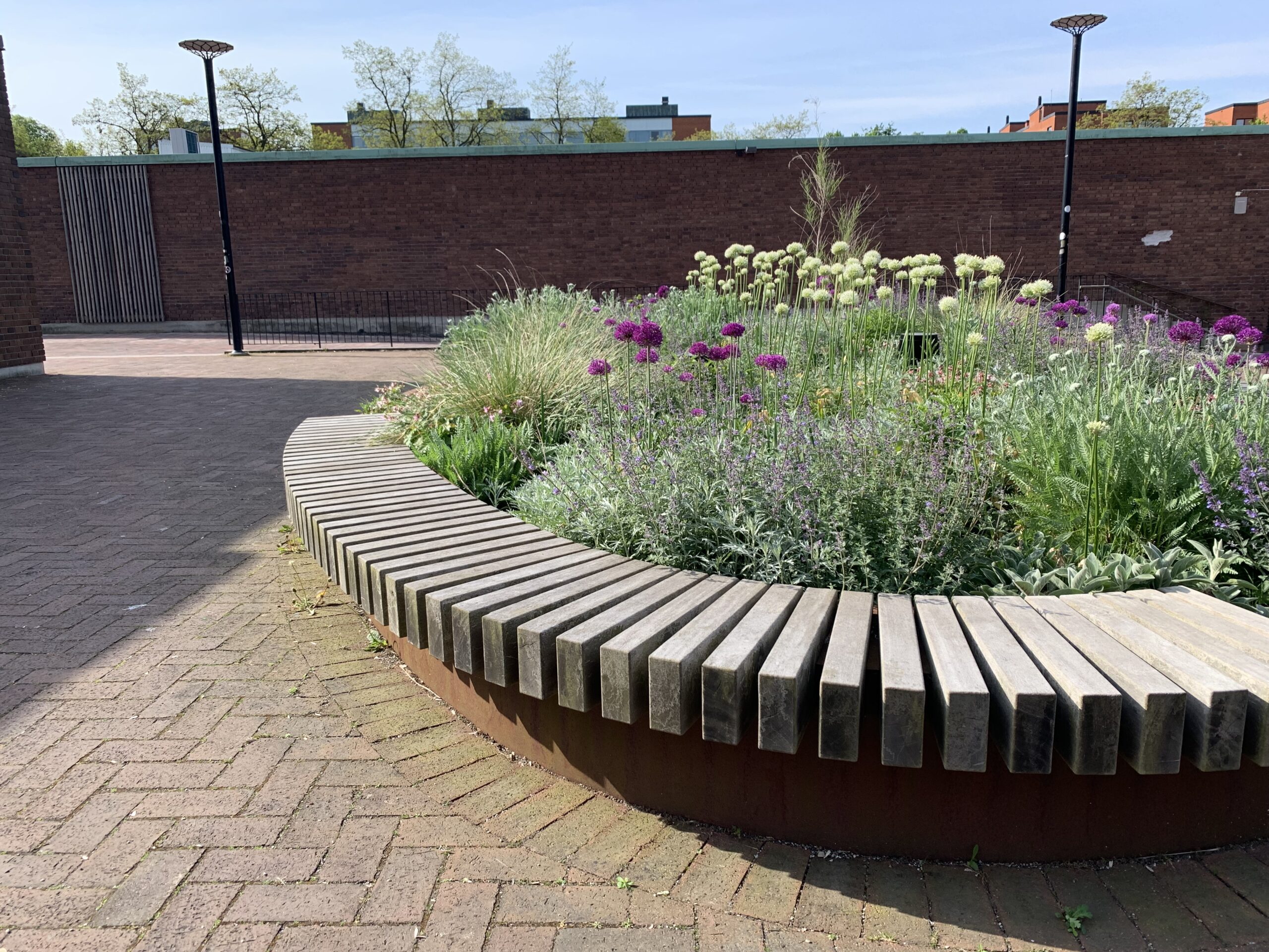 Soltålig plantering vid Helgeandskyrkan i Lund med lila och ljusa klotformade blommor, gräs och en böjd träbänk.