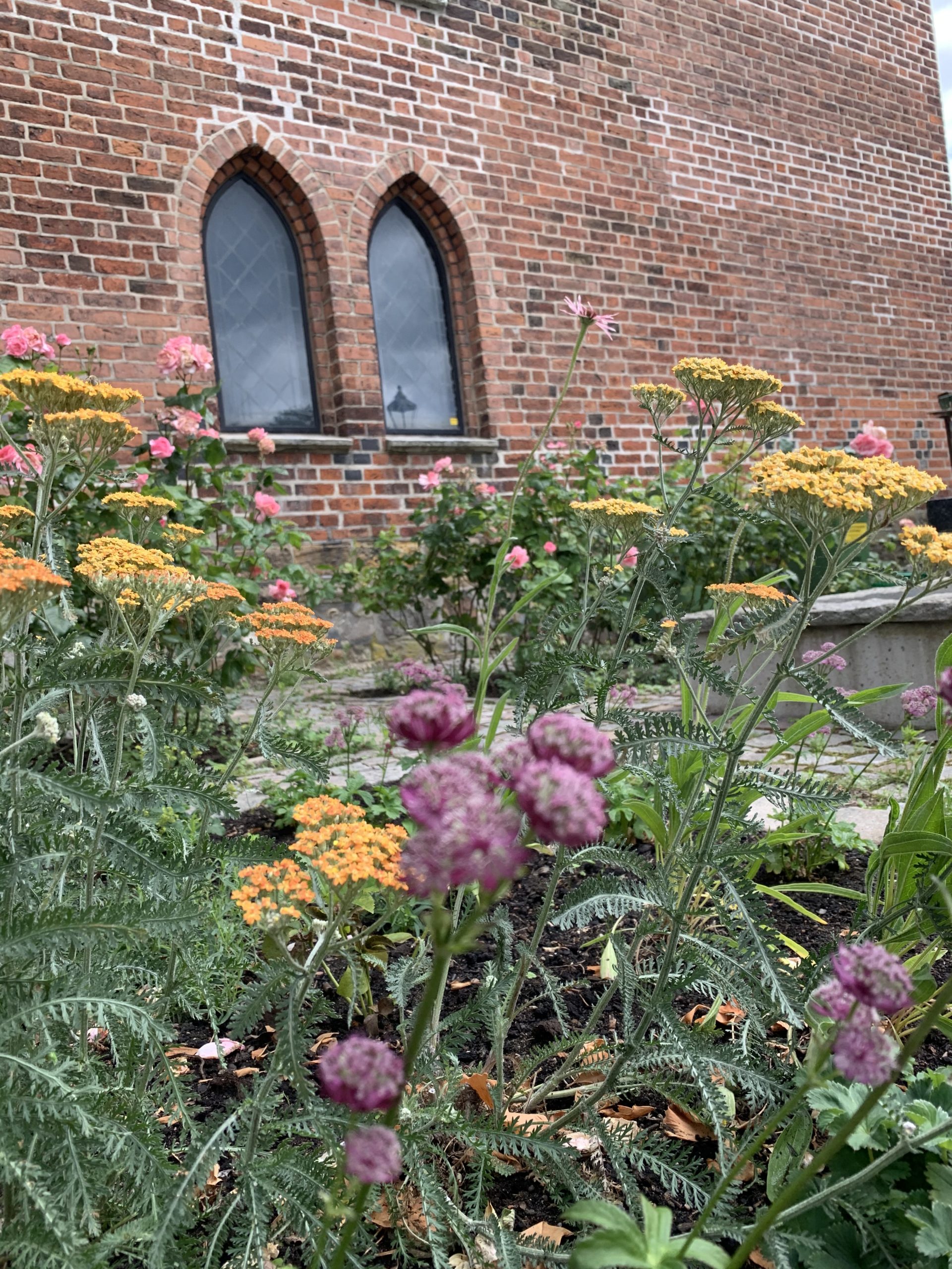 Blommande plantering med rosa, gula och orange toner intill Klosterkyrkans tegelmur och spetsbågiga fönster.