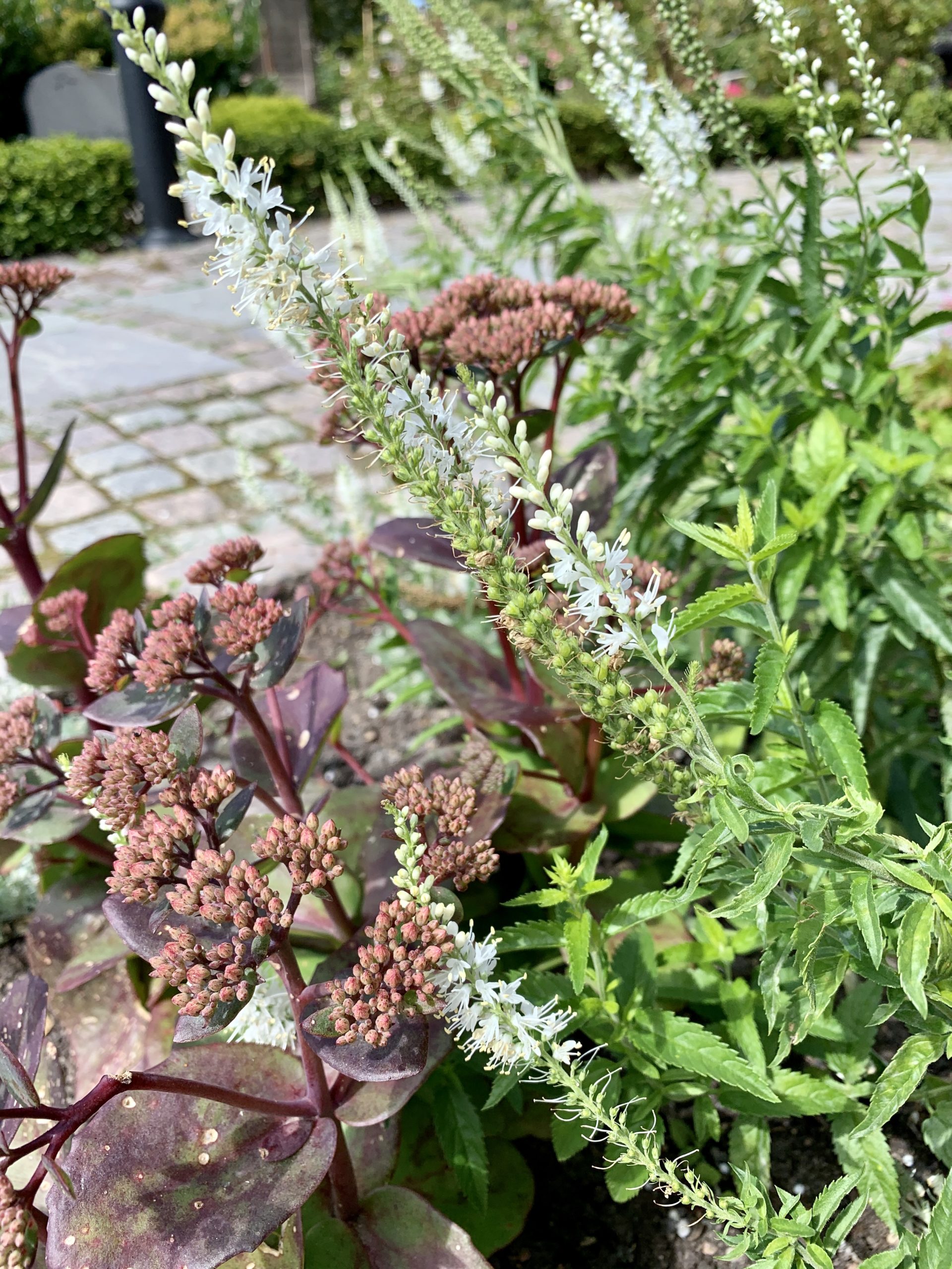 Vita blommor och kärleksört i en plantering i Lund