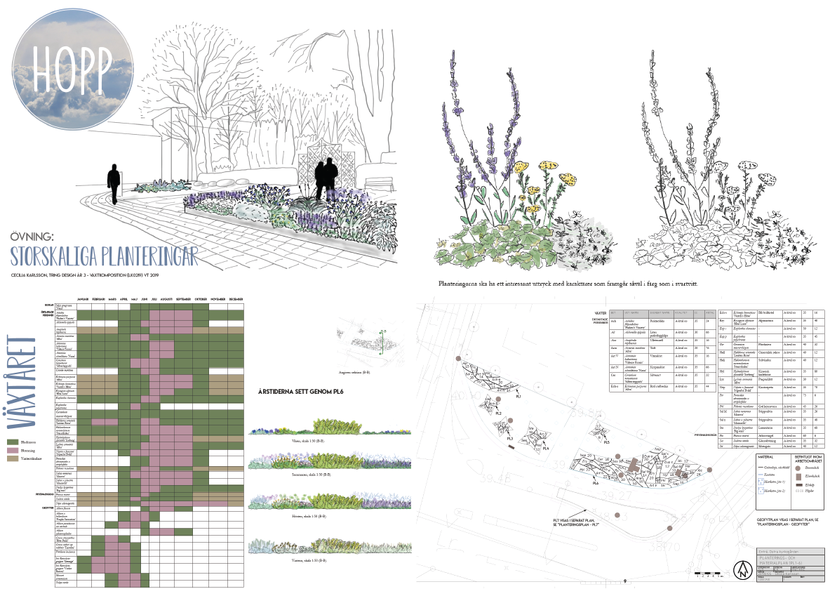 Gestaltningsskiss för Östra kyrkogården i Lund med stor perennplantering, växtillustrationer, blomningsschema och planteringsplan.