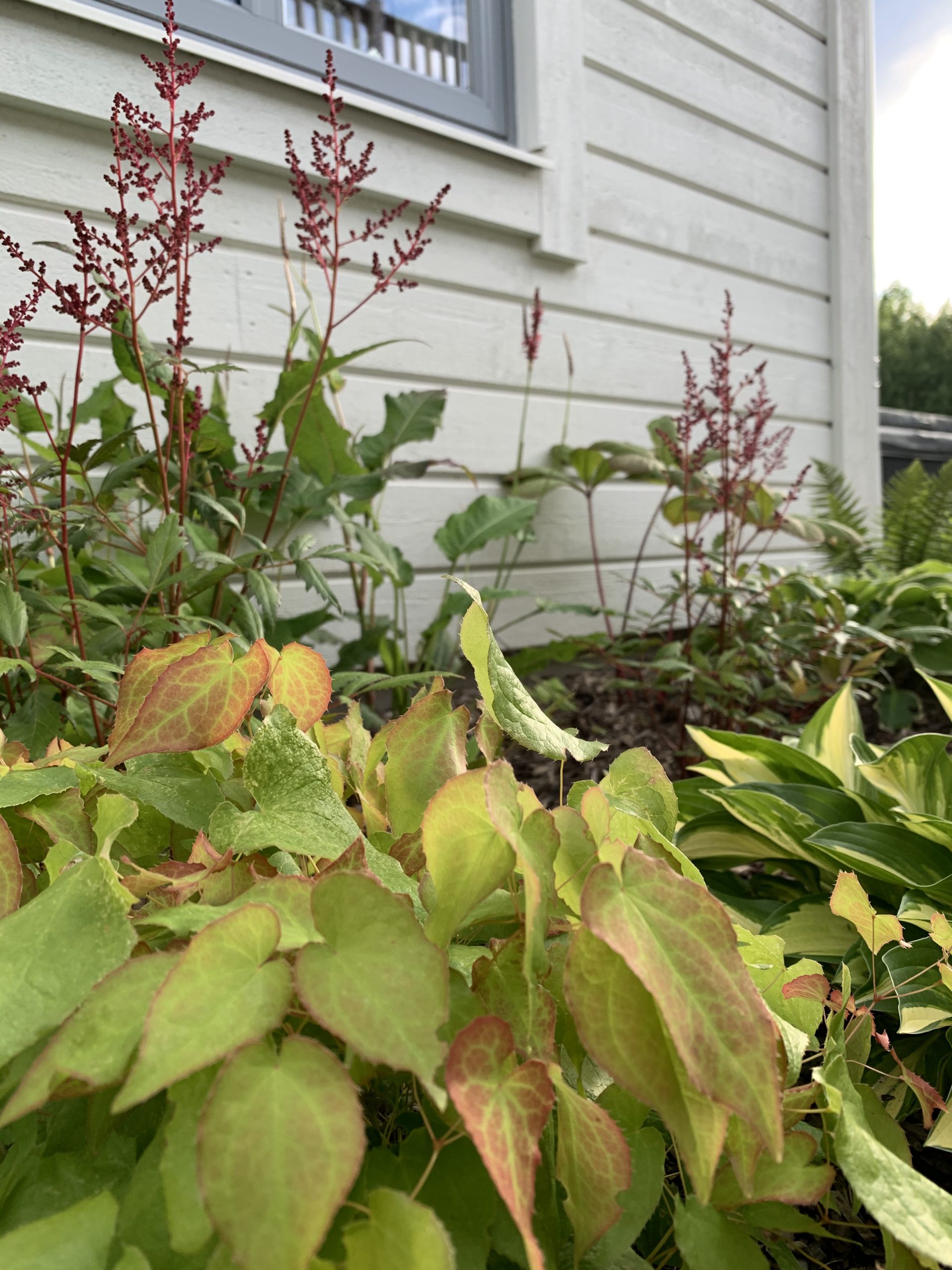 Skuggig woodlandplantering intill husfasaden i Karlstad, med bladverk i grönt och rödtoner samt höga, mörkröda blomspiror.