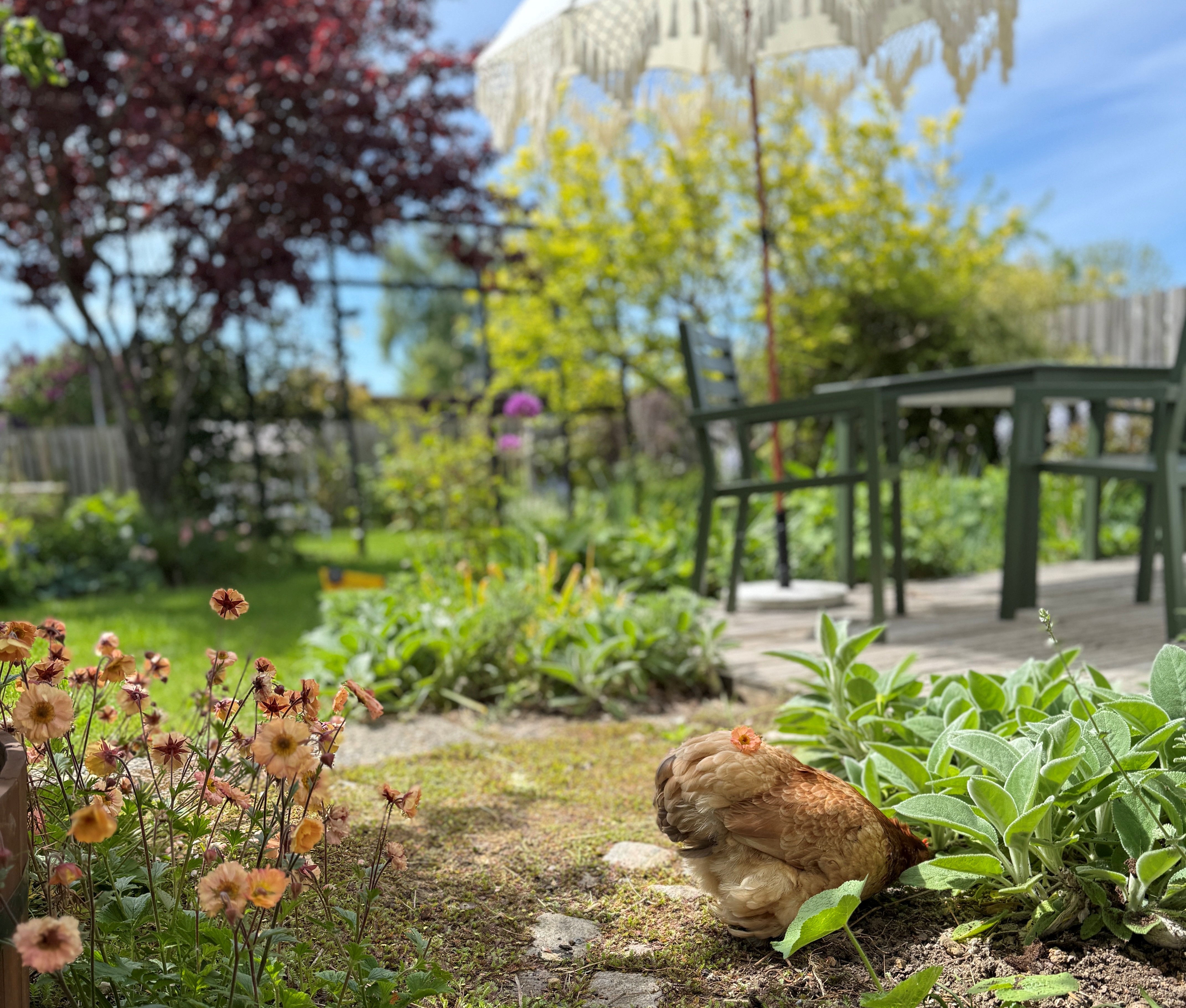 Lummig framsida med blommande planteringar, trampstenar och en liten höna vid trädäcket med gröna stolar och parasoll.