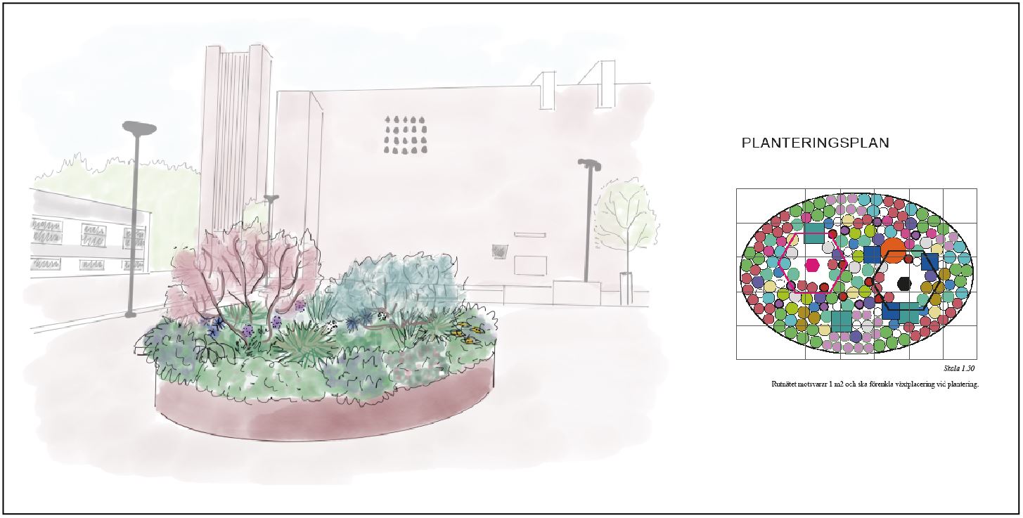 Illustration och planteringsplan för en rund, sol- och torktålig plantering utanför Helgeandskyrkan i Lund.