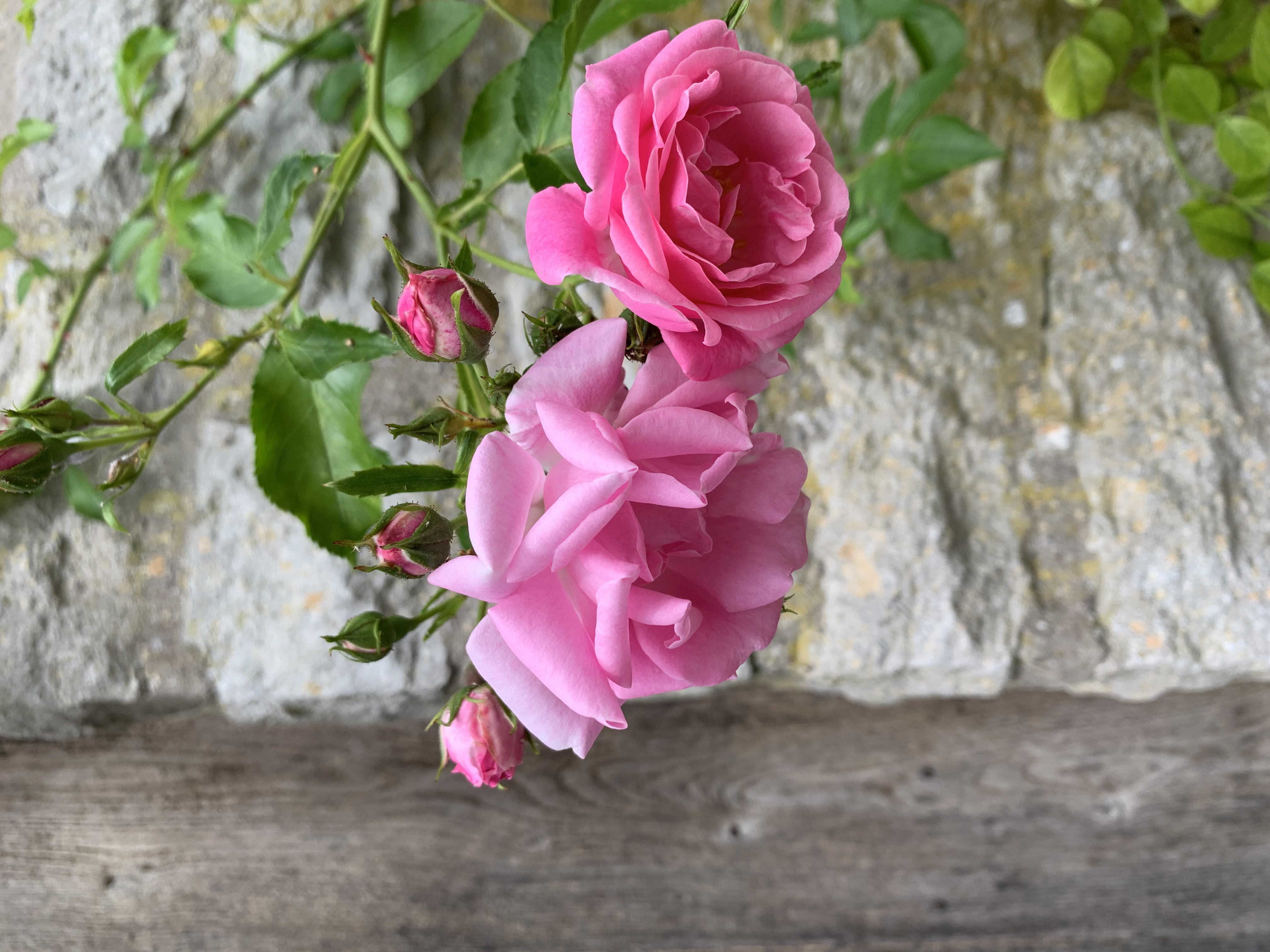 Rosa rosor och knoppar mot en mur av natursten och en väderbiten trästolpe.