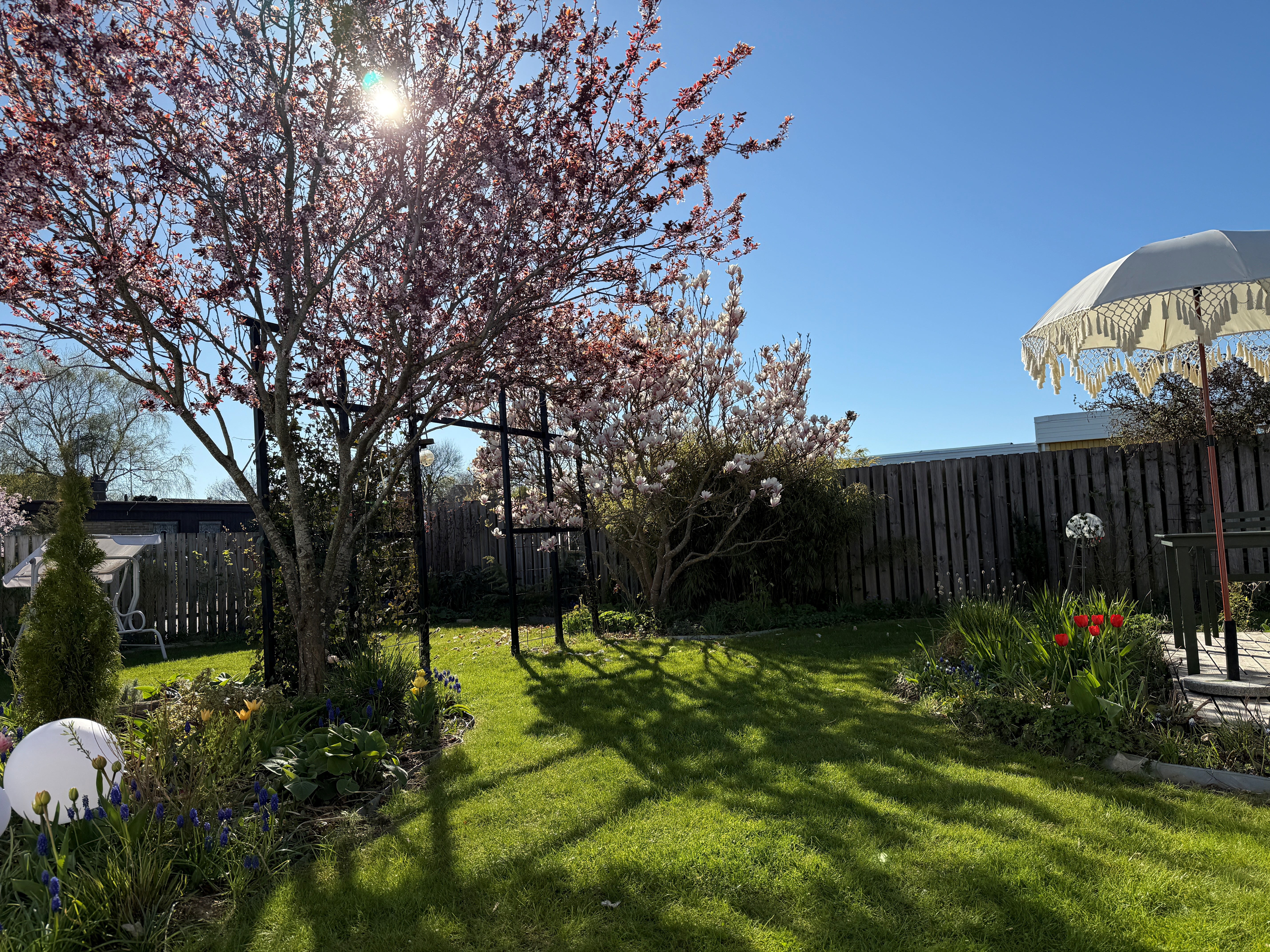 Vårsol över Lummig framsida, där blommande träd och perenner ramar in gräsmattan och en liten sittplats under parasoll.
