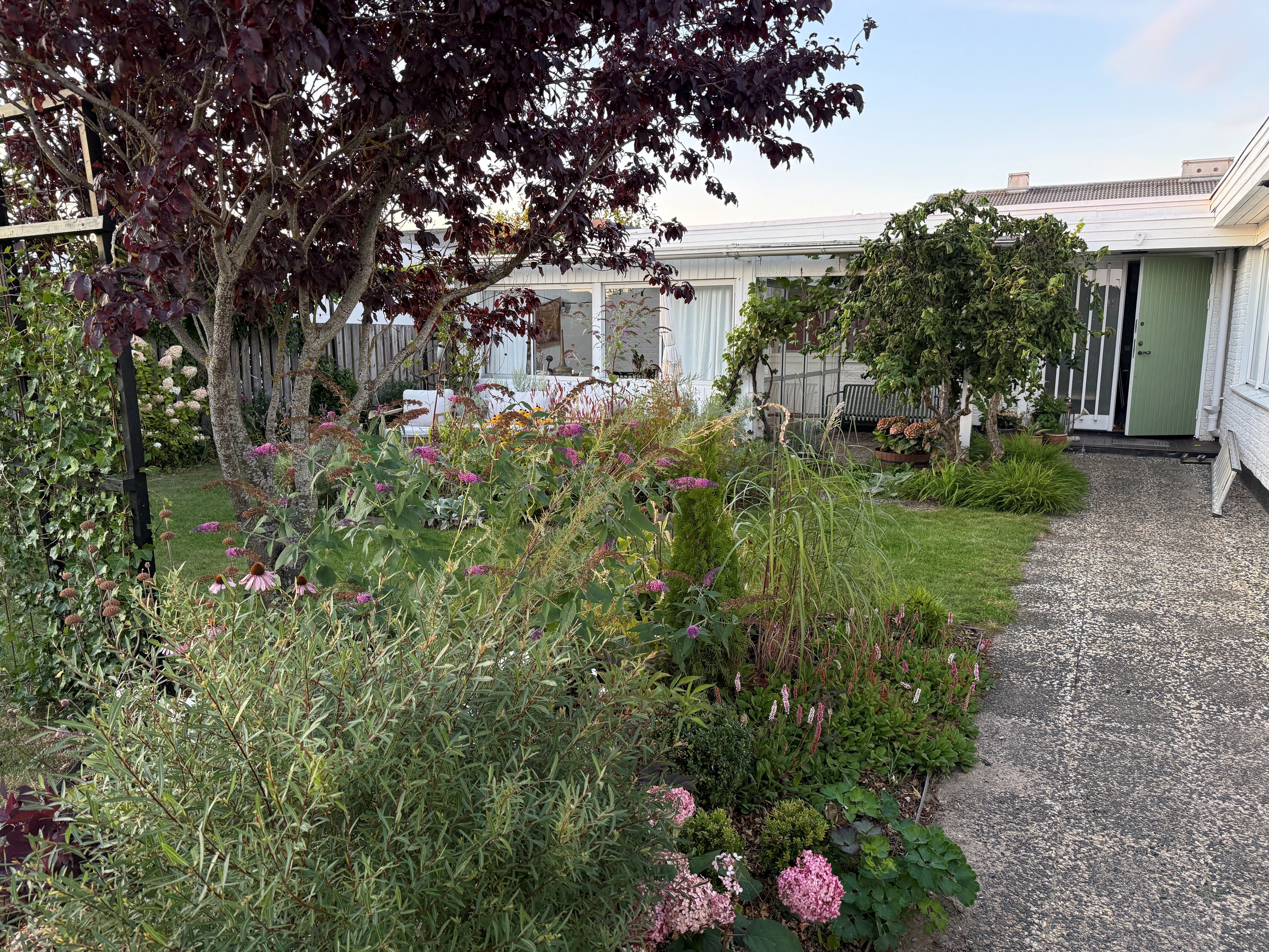 Lummig framsida med blommande perenner och gräs under träden, intill gång av betongplattor och entré.