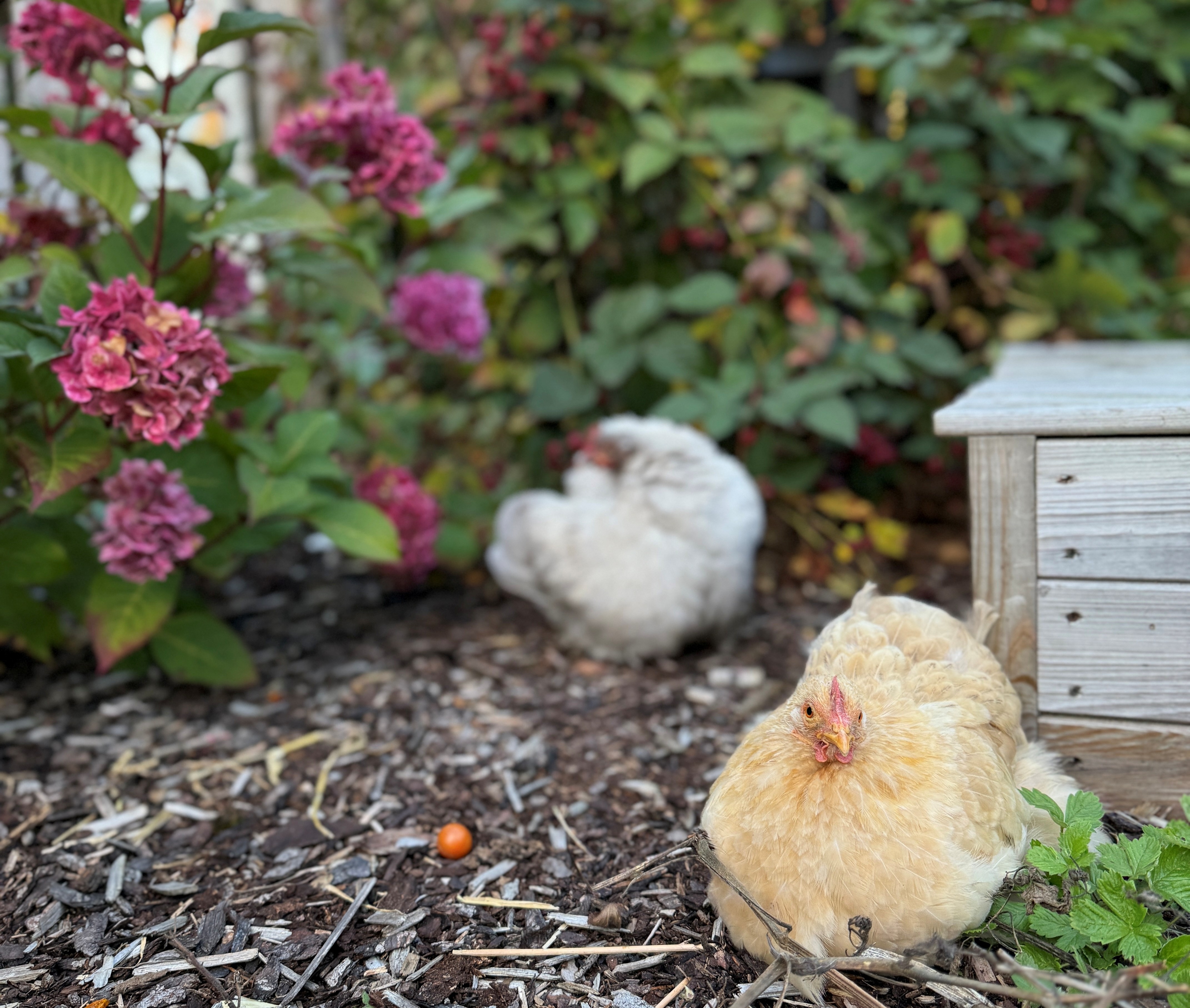 Hönor vilar i en planterad bakgård med rosa blommande buskar och en liten träbänk – en del av Odling och lek.